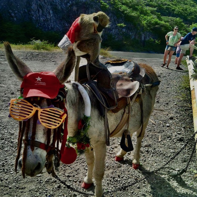 Friendly donkey on the roadside